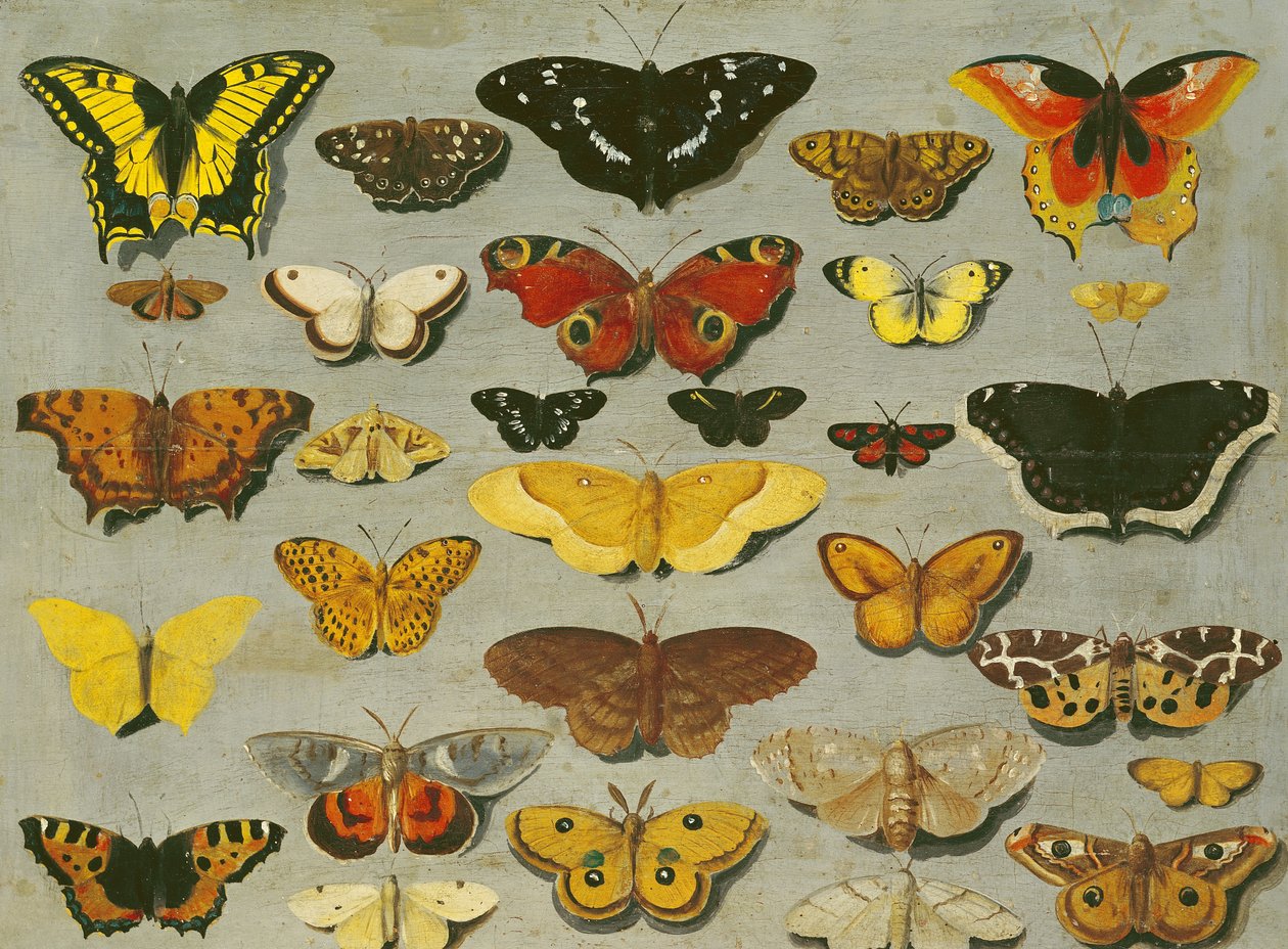 Farfalle da Flemish School