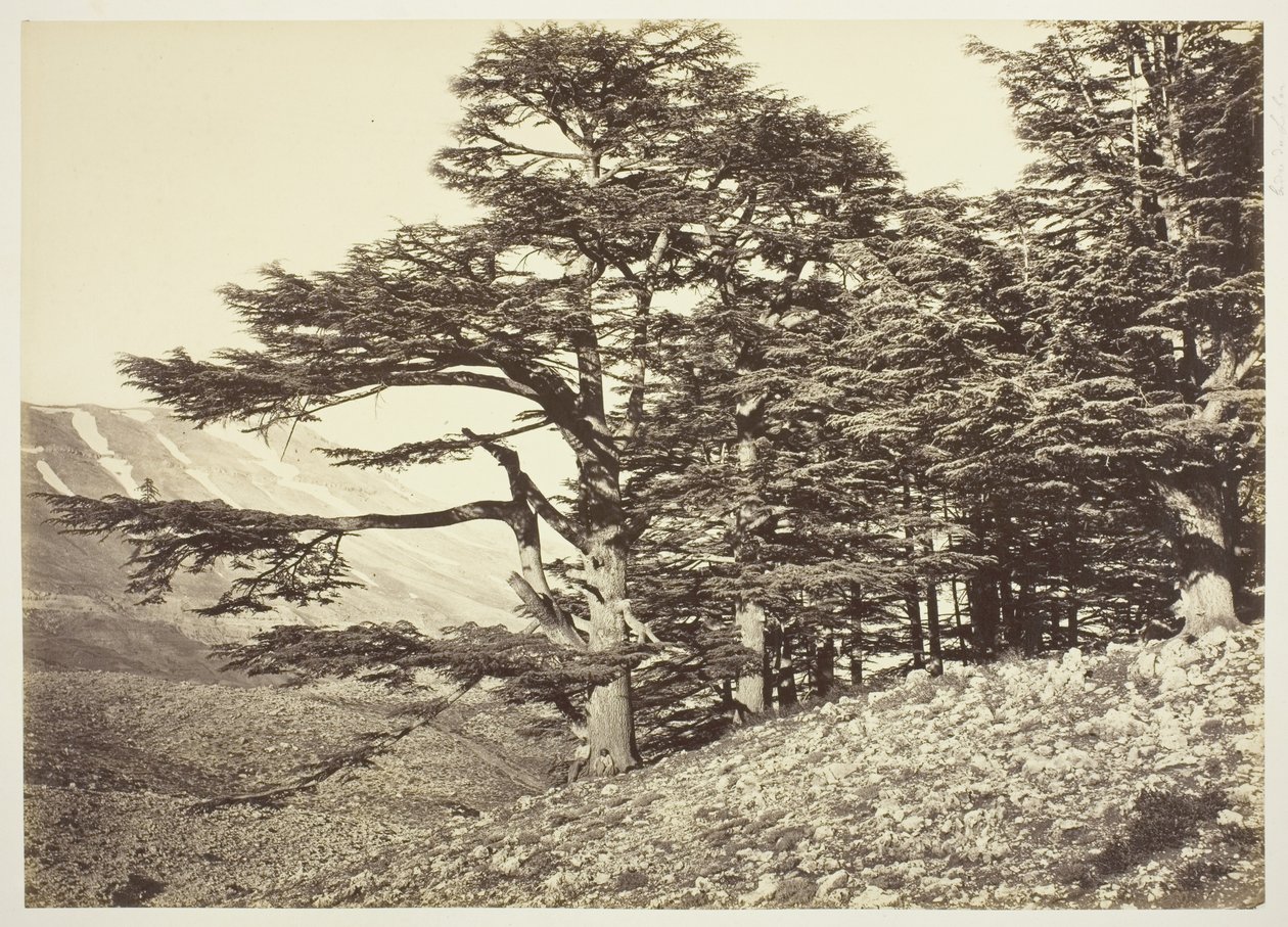 Cedri del Libano da Félix Bonfils