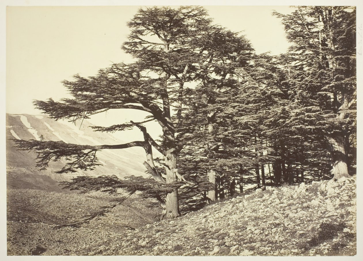 Cedri del Libano da Félix Bonfils