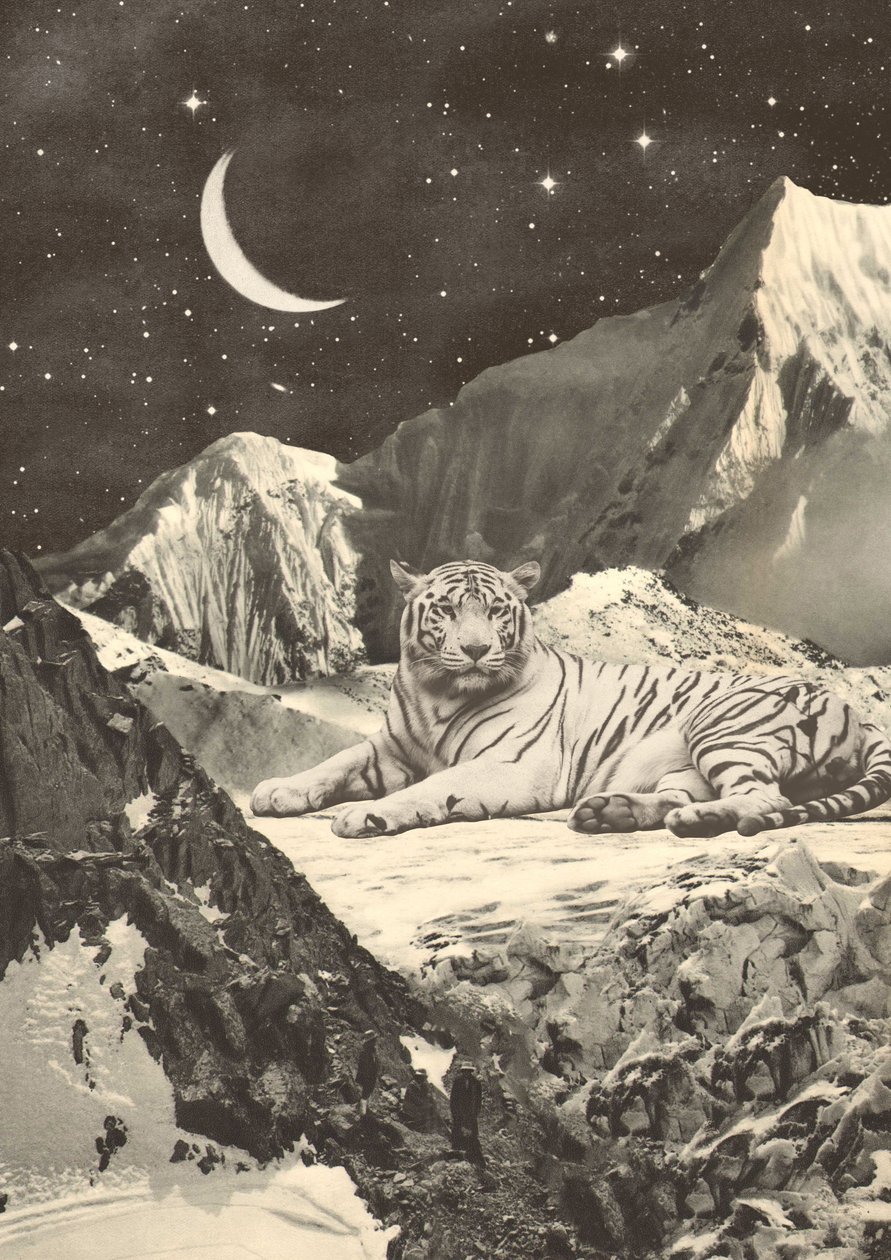 Gigante Tigre Bianca nelle Montagne da Florent Bodart