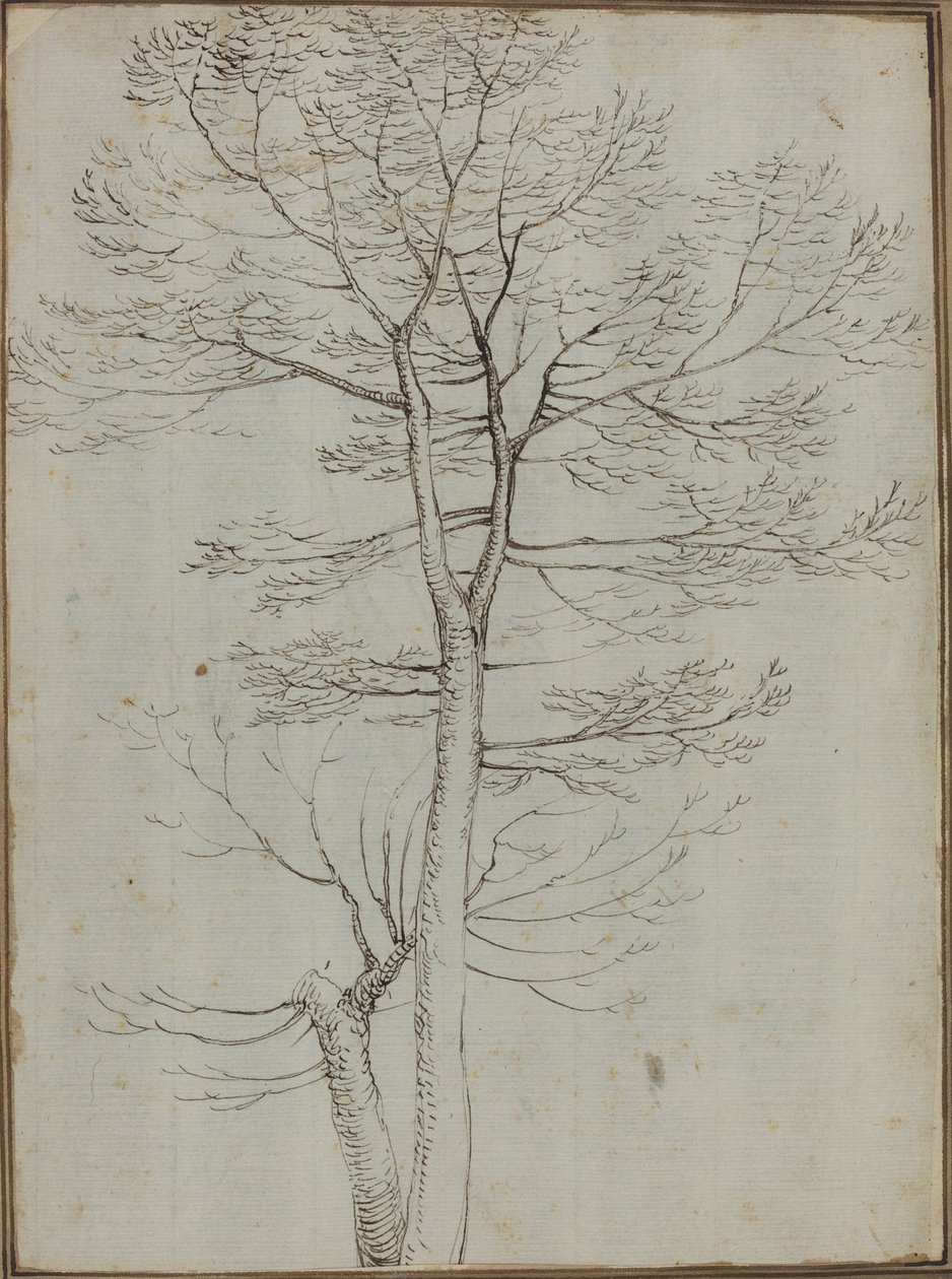 Albero spoglio [verso] da Fra Bartolommeo