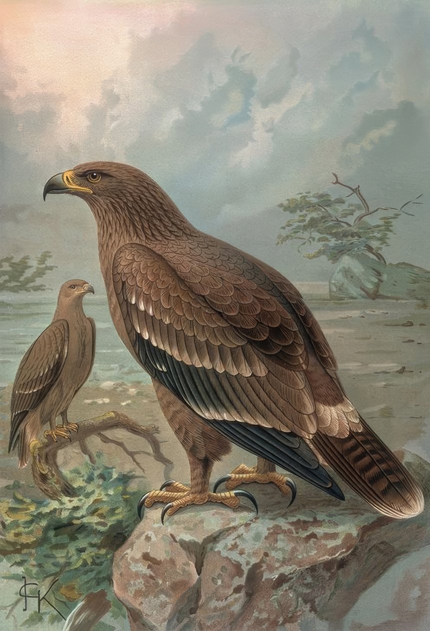 Incisione - Aquila del Nepal - Femmina - Aquila nipalensis da Francia