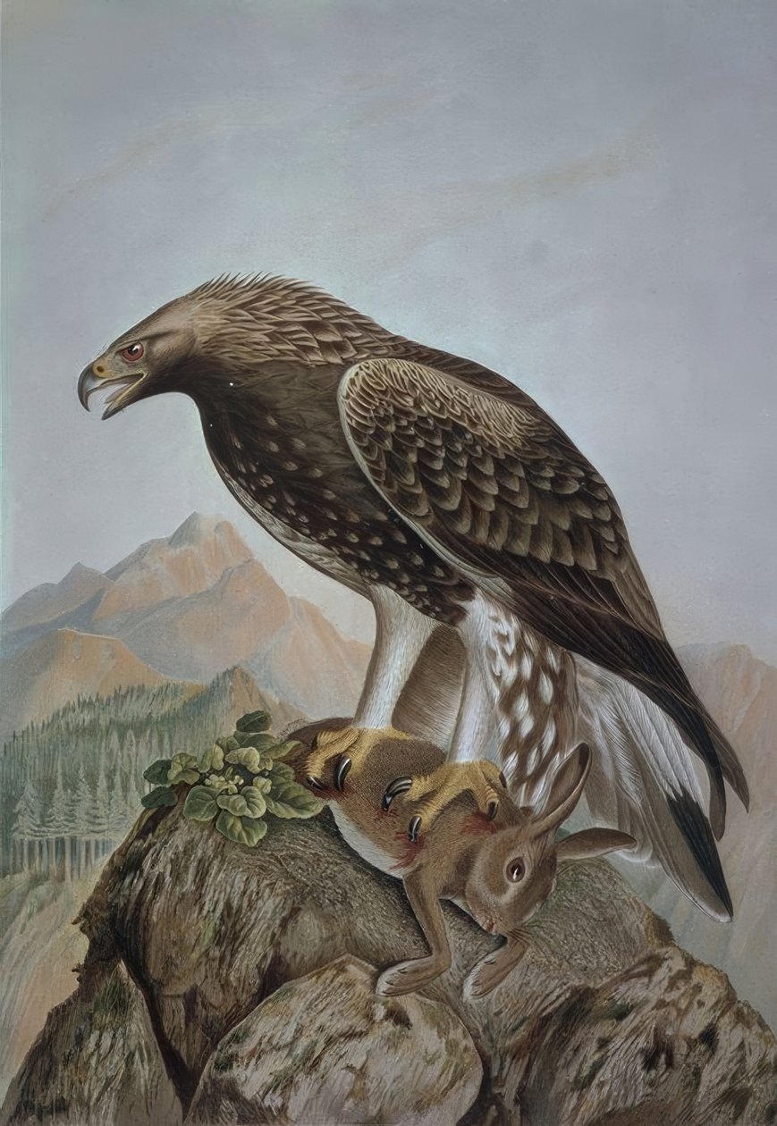 Aquila reale giovane – Aquila chrysaetos da Francia