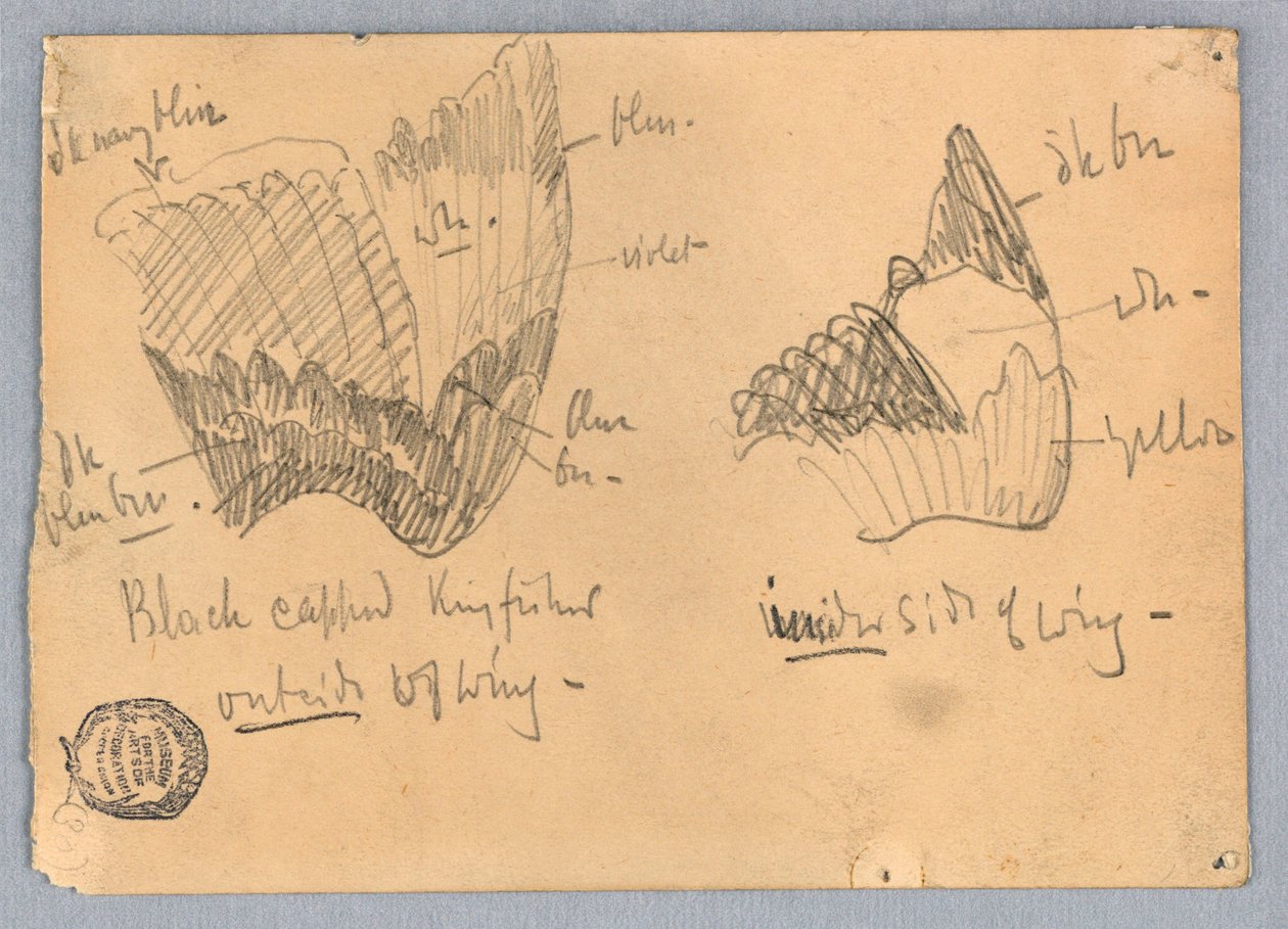 Ala di un martin pescatore dal cappuccio nero da Francis Augustus Lathrop