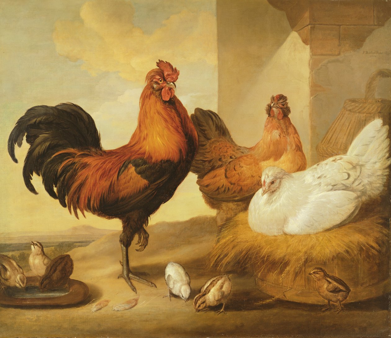 Gallo domestico, galline e pulcini, 1655 da Francis Barlow