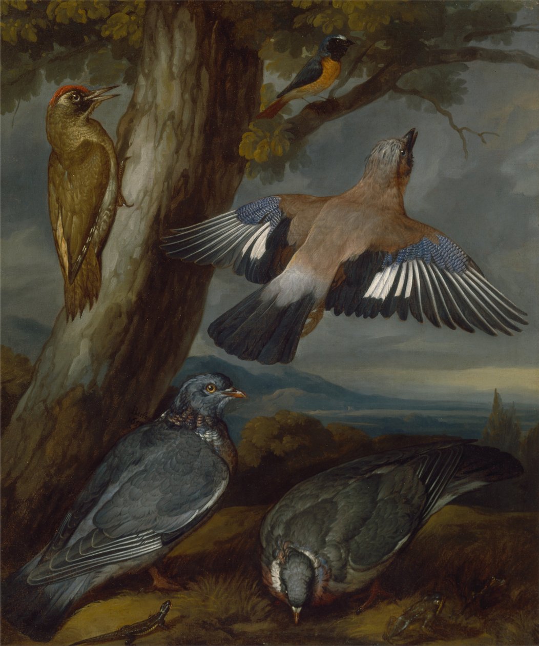 Ghiandaia, picchio verde, piccione e codirosso da Francis Barlow