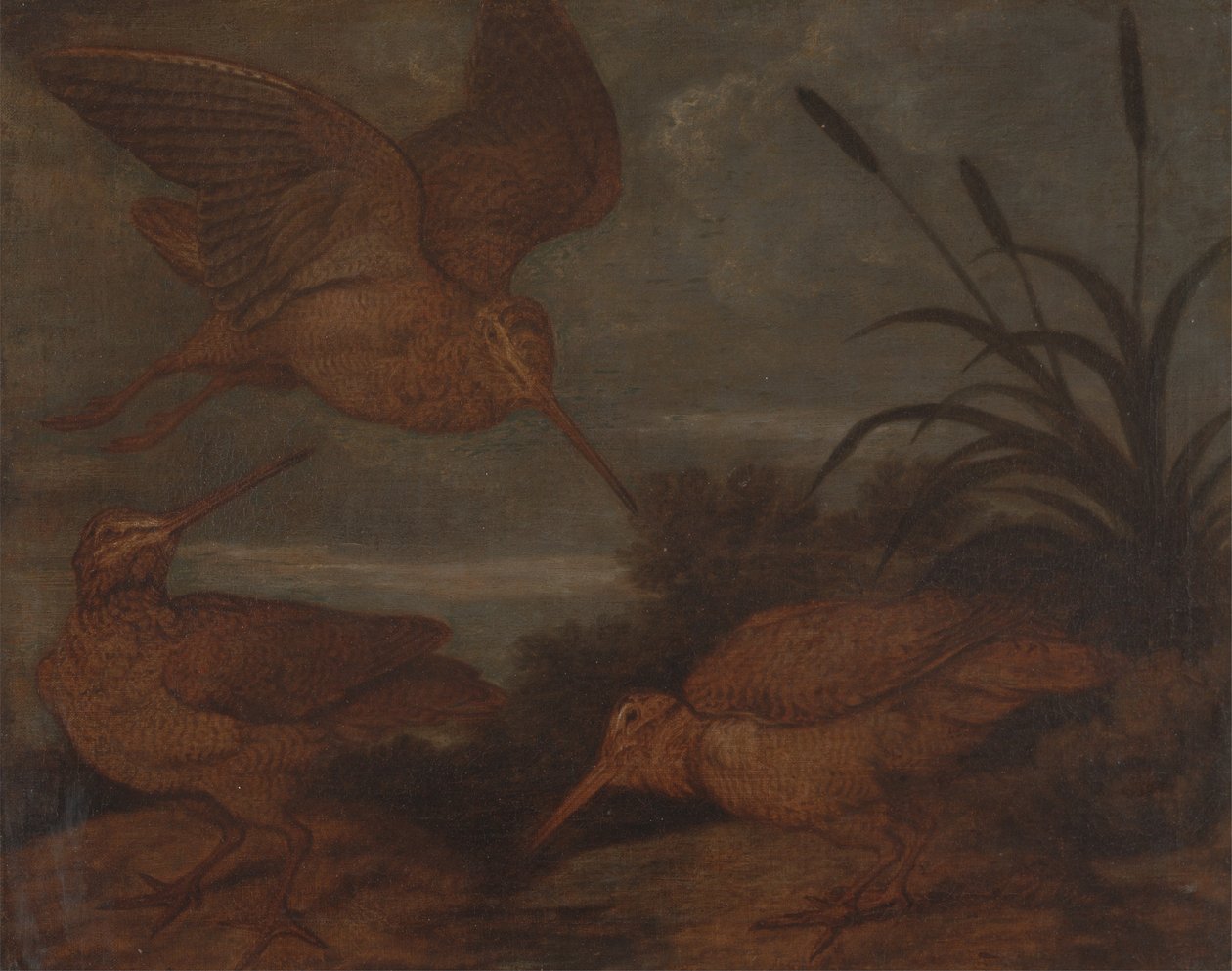 Beccacce al crepuscolo da Francis Barlow