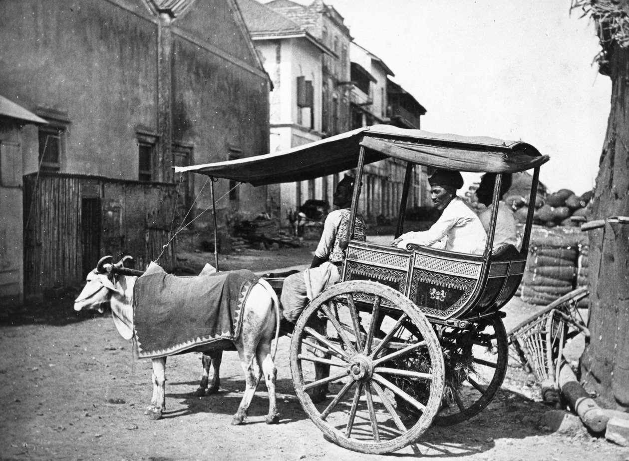 Bombay Hackerry, c.1875 da Francis Frith
