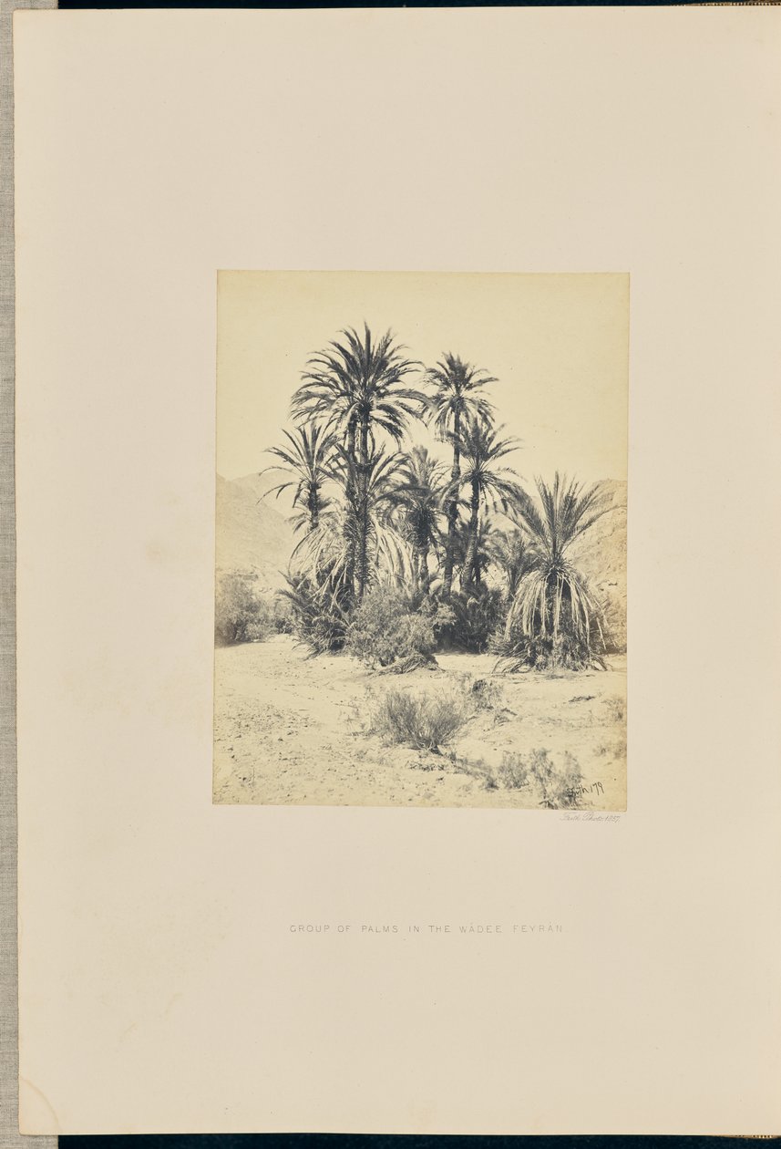 Gruppo di palme nel Wadee Feyran da Francis Frith