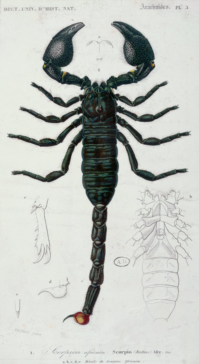 Scorpione africano (Scorpio) da Francois Le Vaillant