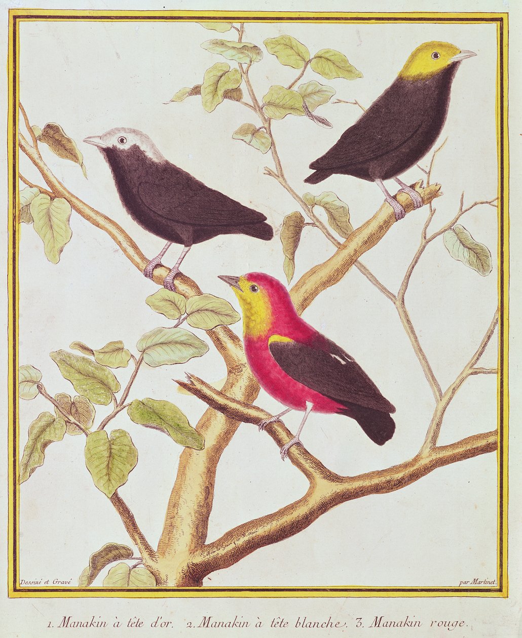 Manichini da Francois Nicolas Martinet