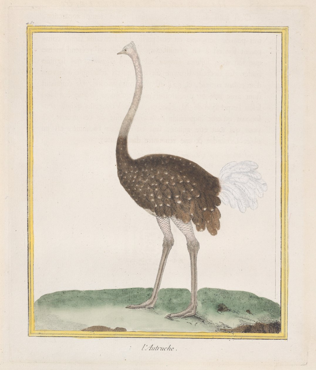 Struzzo da Francois Nicolas Martinet