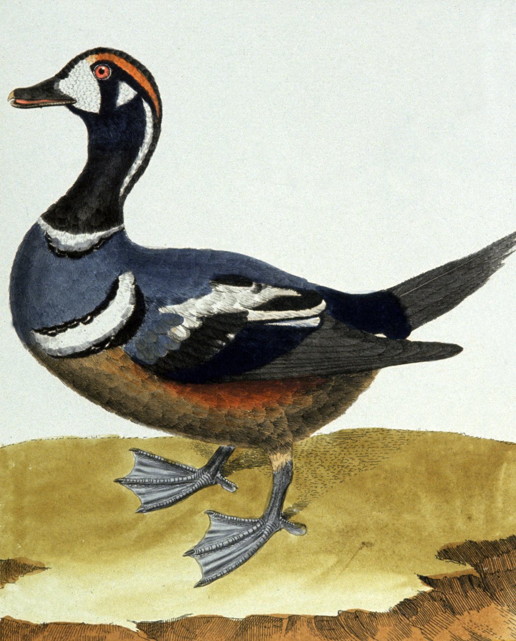 Anatra dal collare da Francois Nicolas Martinet