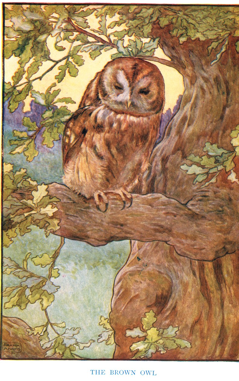 Il gufo bruno, illustrazione da 