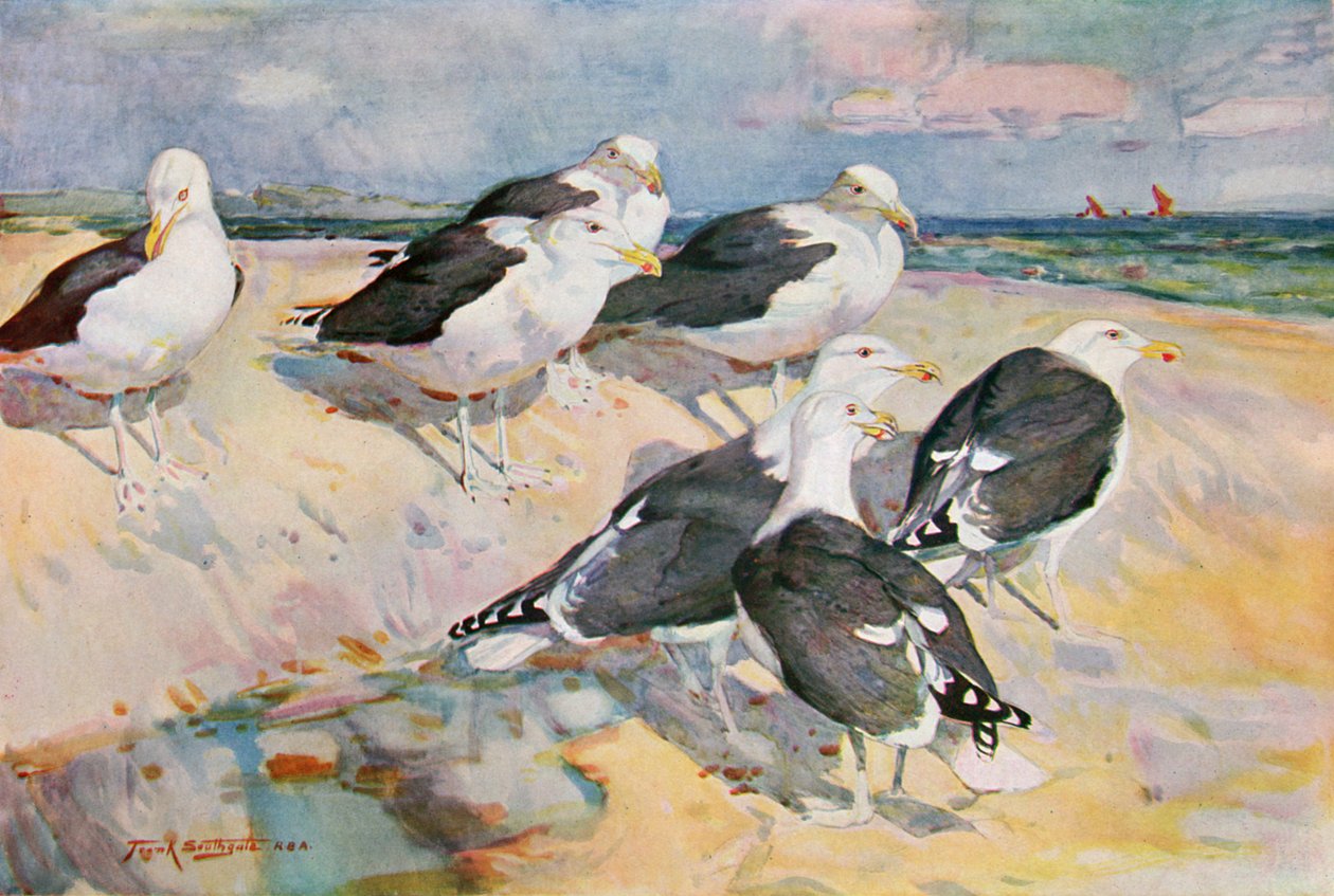 Gabbiani dorso nero, illustrazione da 