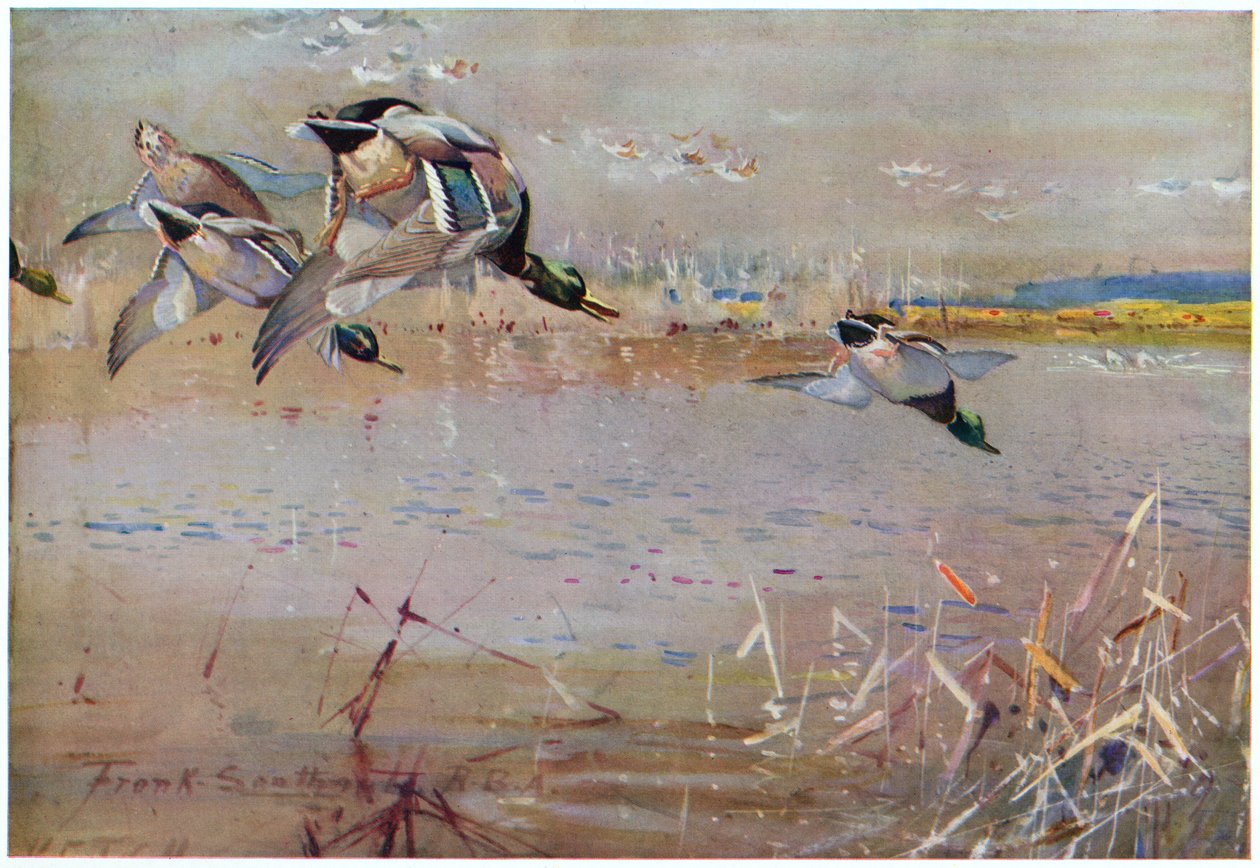 Germani inseguiti da un falco, illustrazione da 