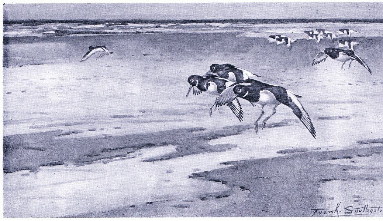 Beccacce di Mare da Frank Southgate