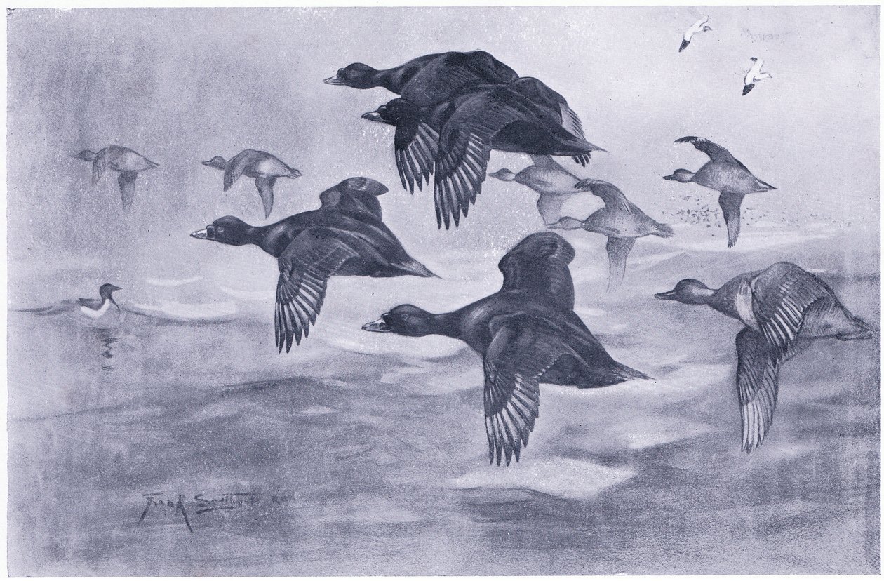 Scoters in volo da Frank Southgate