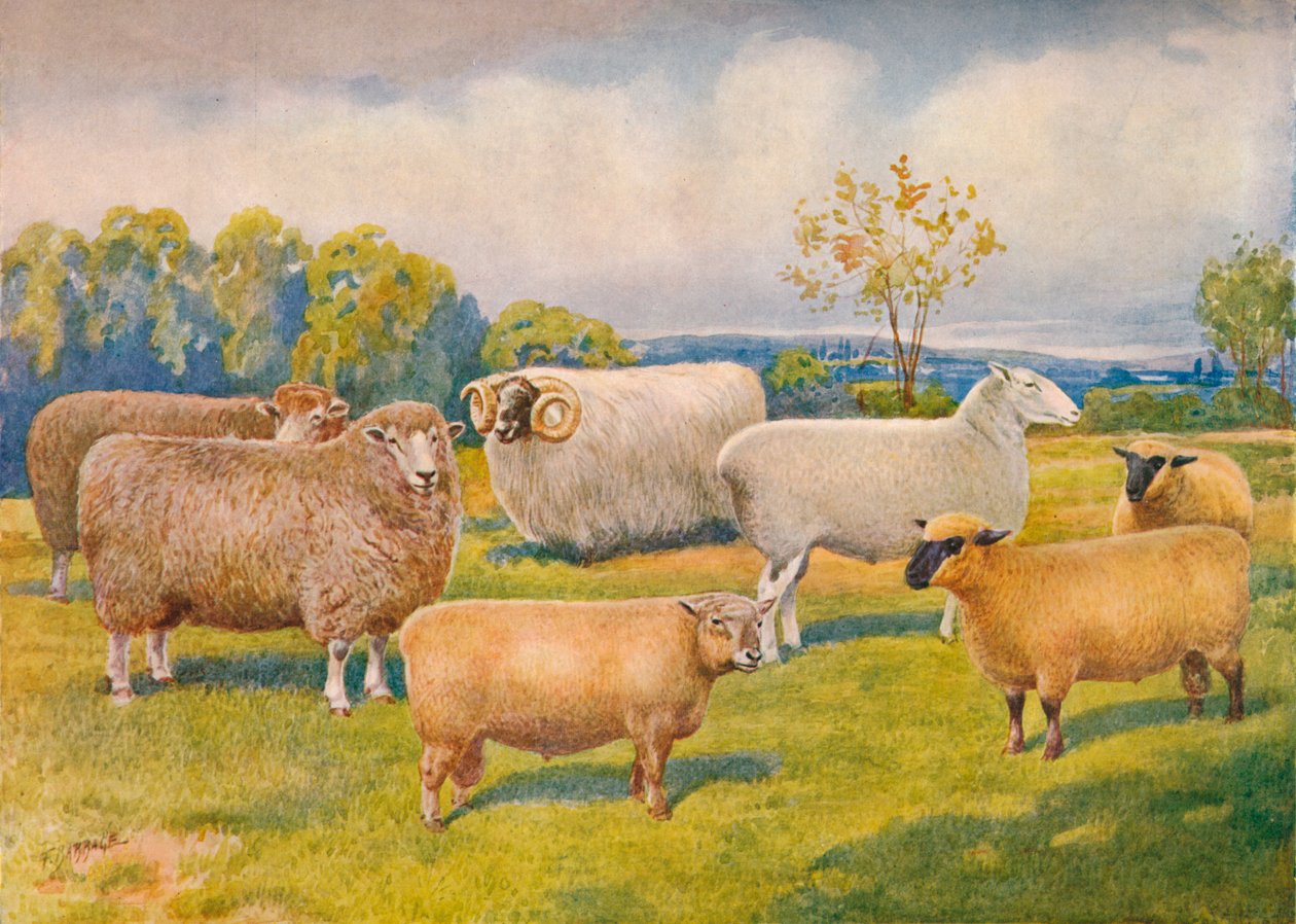 Razze di pecore, c. 1902-1910 da Frank Babbage
