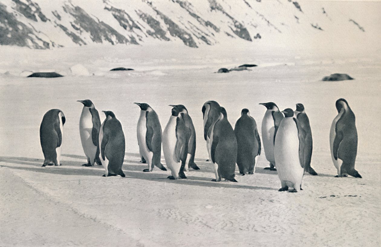 Pinguini imperatore, 1911, 1913 da Frank Debenham