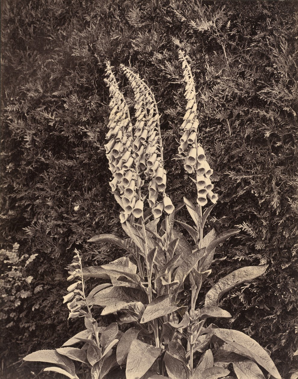 Volpini, c. 1860 (foto) da Frank Mason Good