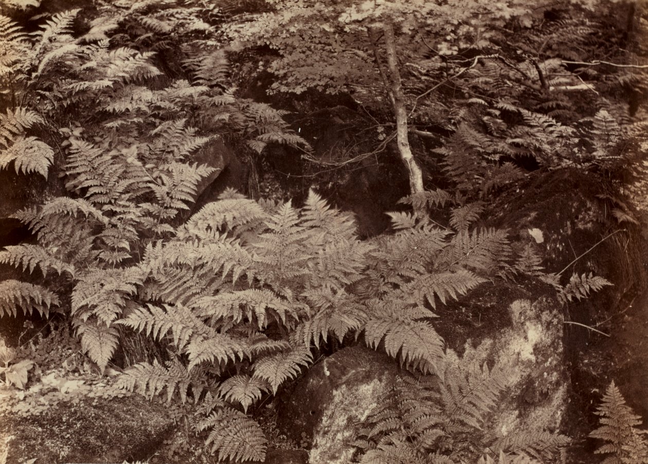 Senza Titolo (Studio di Felci) da Frank Meadow Sutcliffe