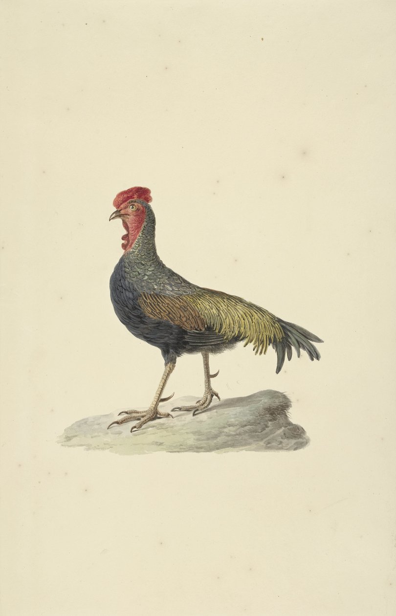 Gallina di Sonnerat da François Levaillant (circle of)