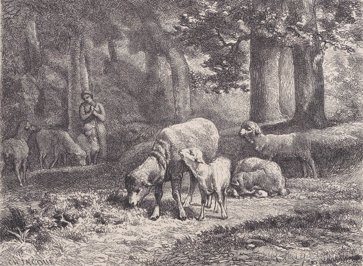 Le pecore, da Magasin Pittoresque, 1862 da François Rouget