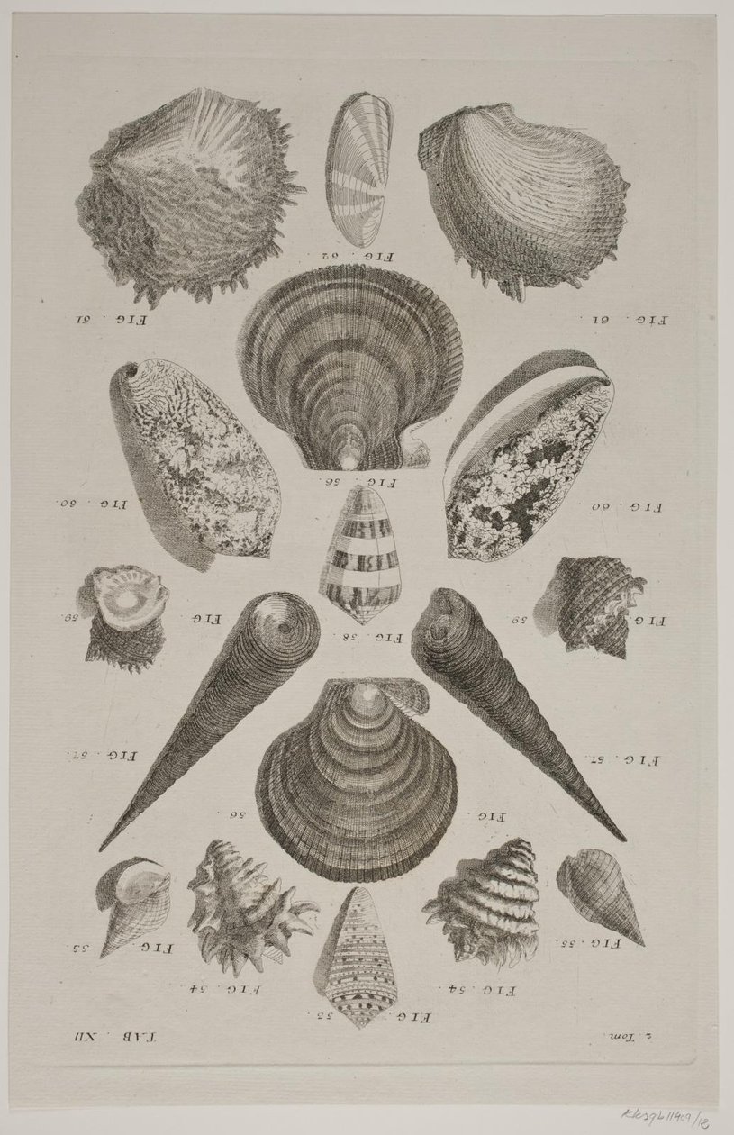 Tavola con conchiglie. Tavola 12. da Franz Michael Regenfus