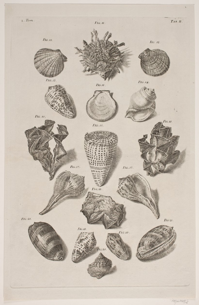 Tavola con conchiglie. Tavola 2. da Franz Michael Regenfus