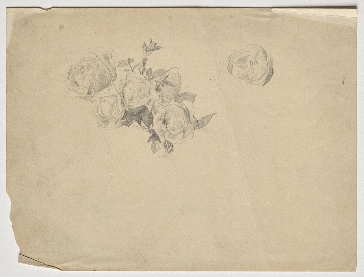 Studio di rose da Franz von Matsch