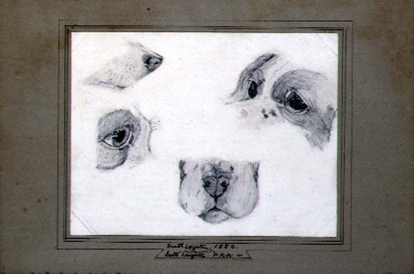 Studi del cane dell