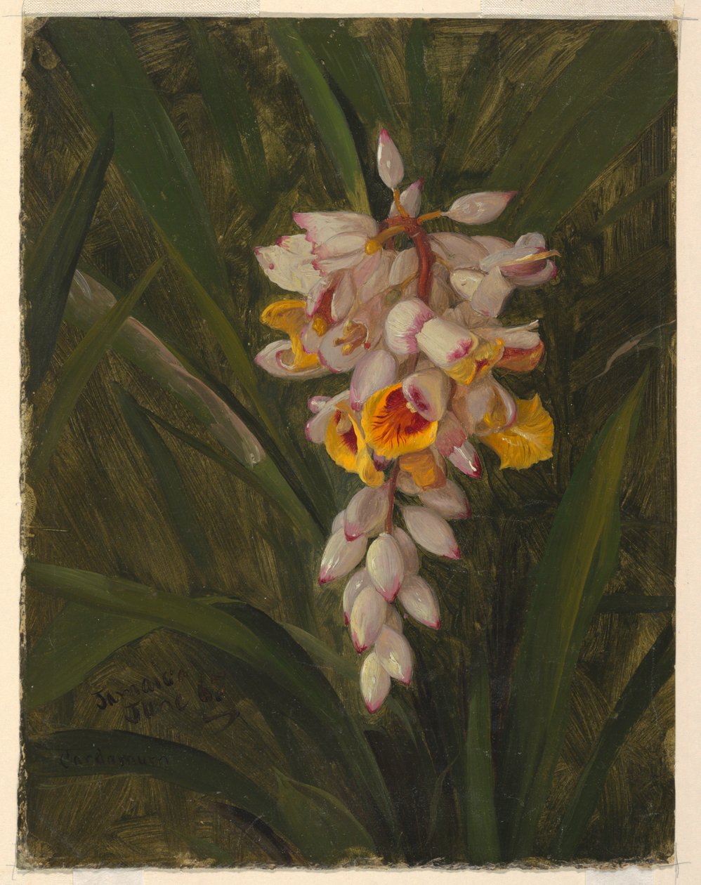 "Cardamomo" da Frederic Edwin Church