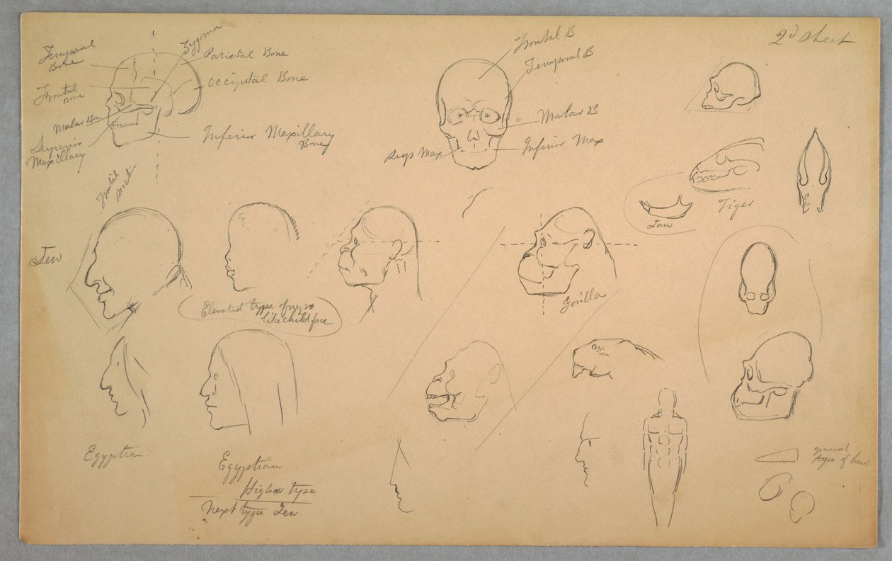 Disegno, Studi anatomici, 1865-70 da Frederic Edwin Church