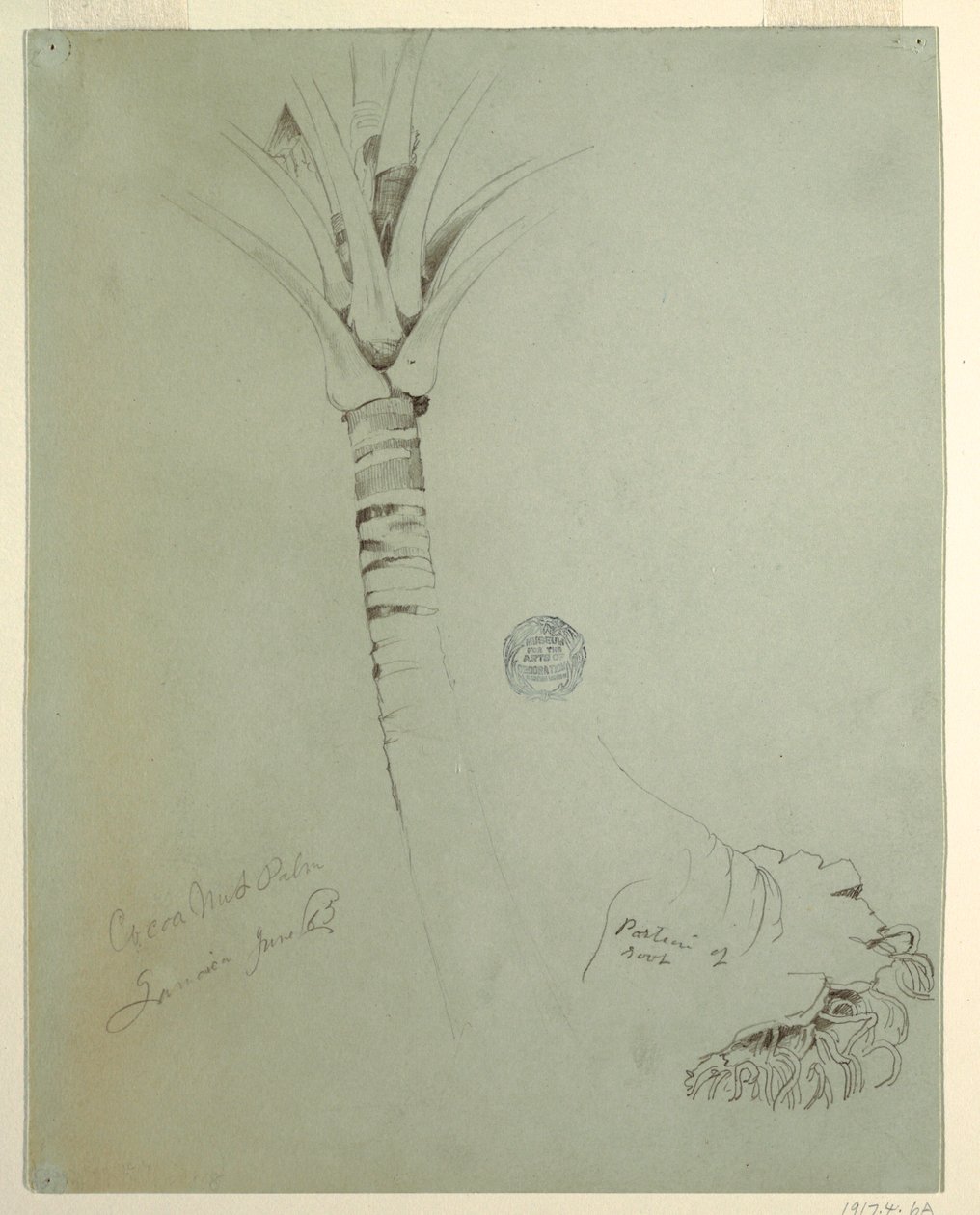 Disegno, Palma di cocco, Giamaica, giugno 1865 da Frederic Edwin Church
