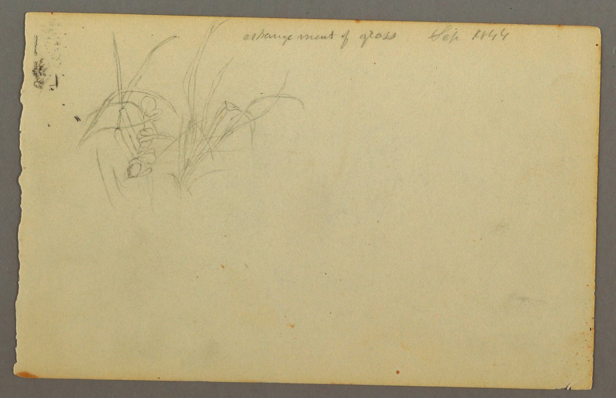 Disegno, Erbe, 1844 da Frederic Edwin Church
