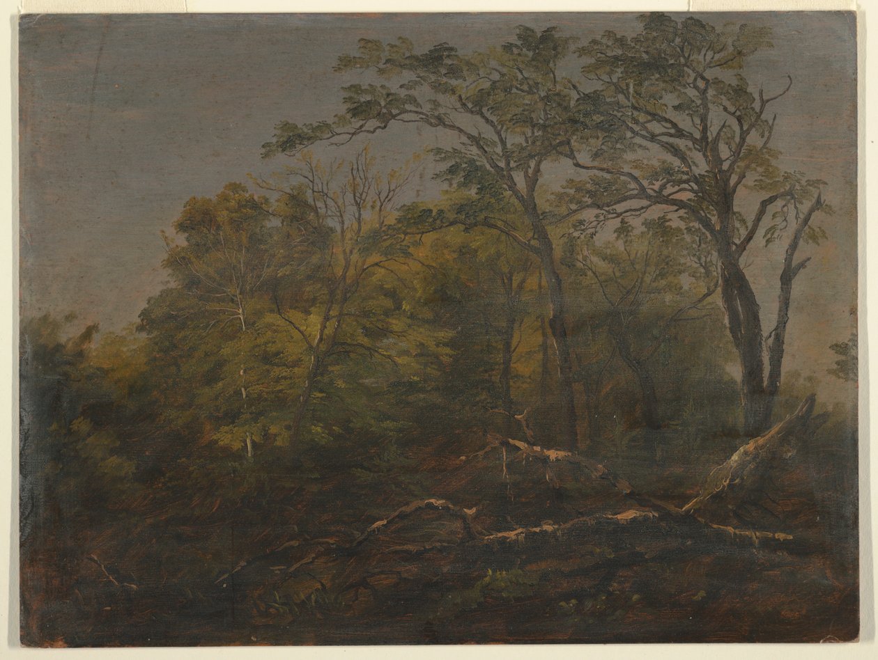 Disegno, Bosco del Maine, 1845-55 da Frederic Edwin Church