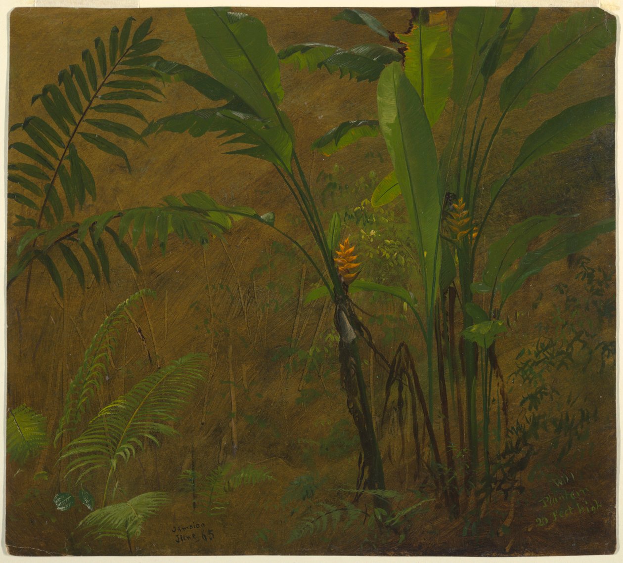 Felci e piantaggine selvatica, Giamaica da Frederic Edwin Church