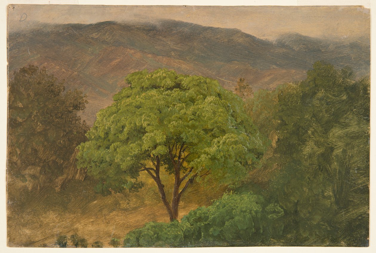 Albero di genip nelle montagne, Giamaica da Frederic Edwin Church