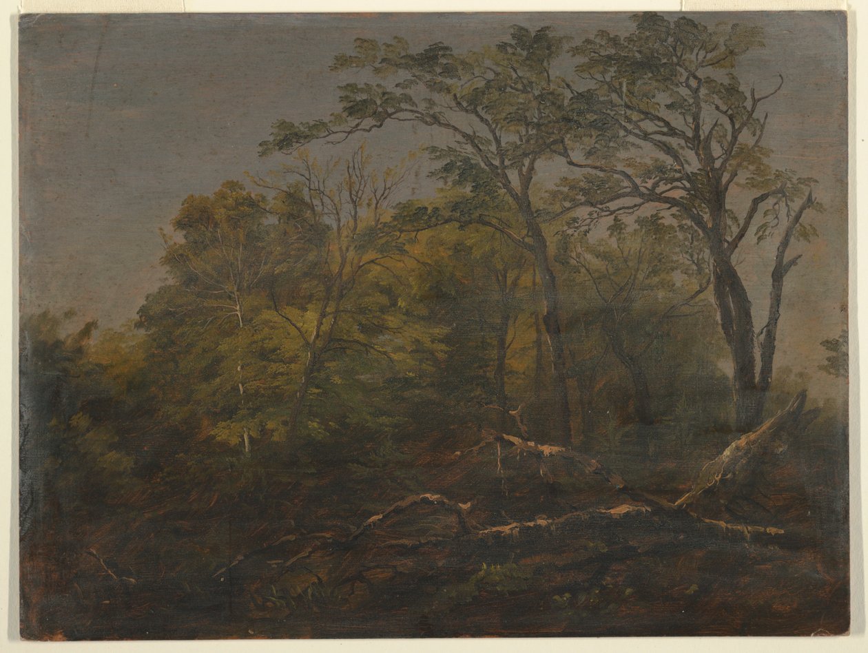 Boschi del Maine da Frederic Edwin Church