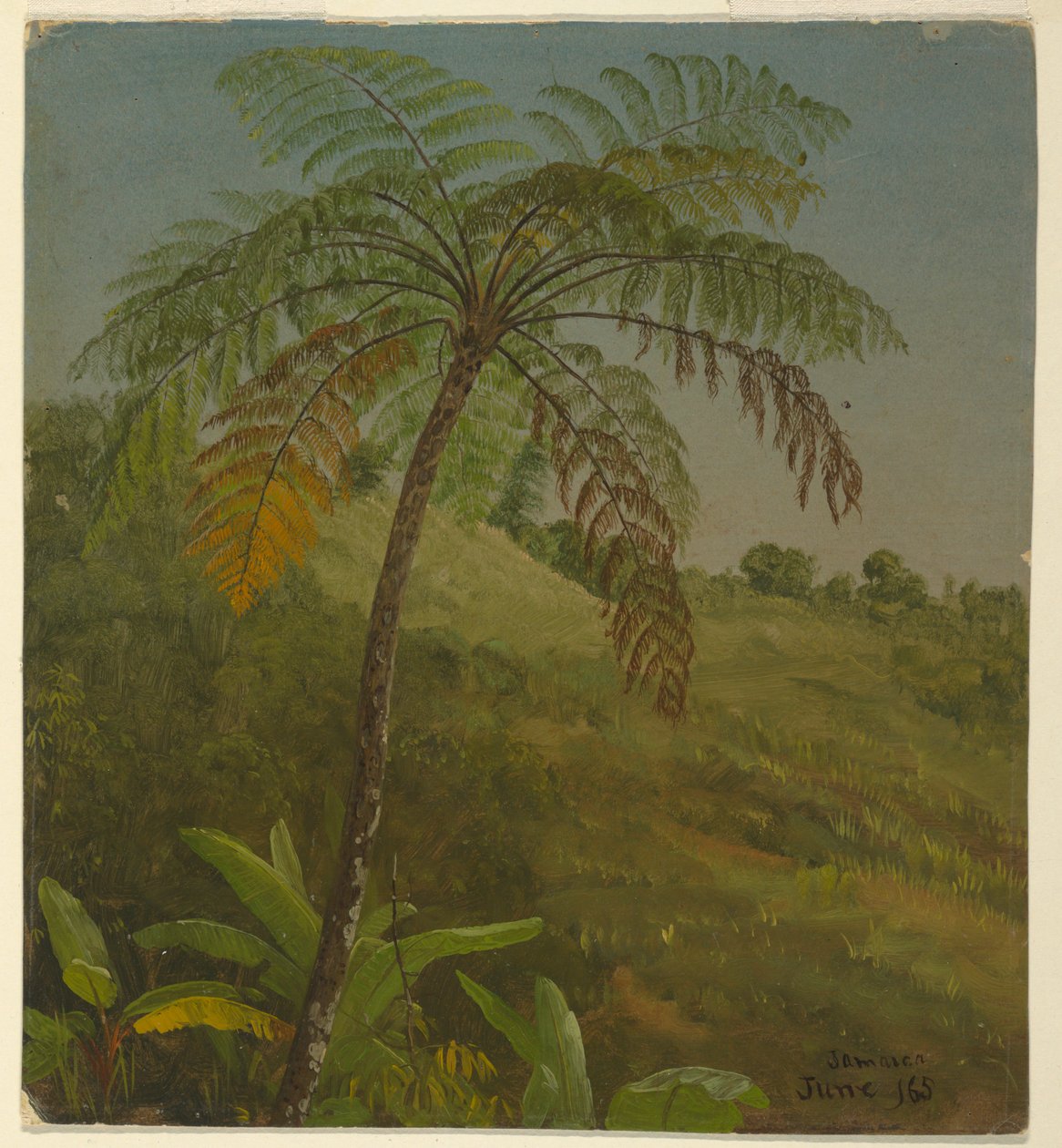 Palma, Giamaica da Frederic Edwin Church