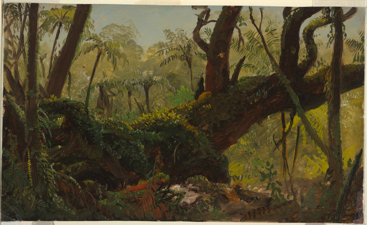 Foresta Pluviale, Giamaica da Frederic Edwin Church