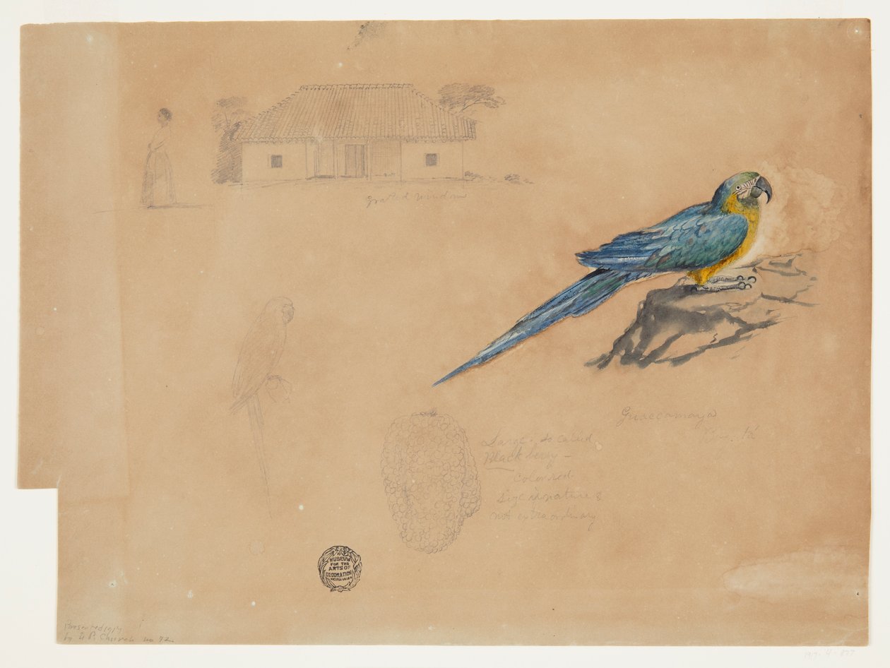 Studio di Guacamaya, Bogotá, Colombia da Frederic Edwin Church