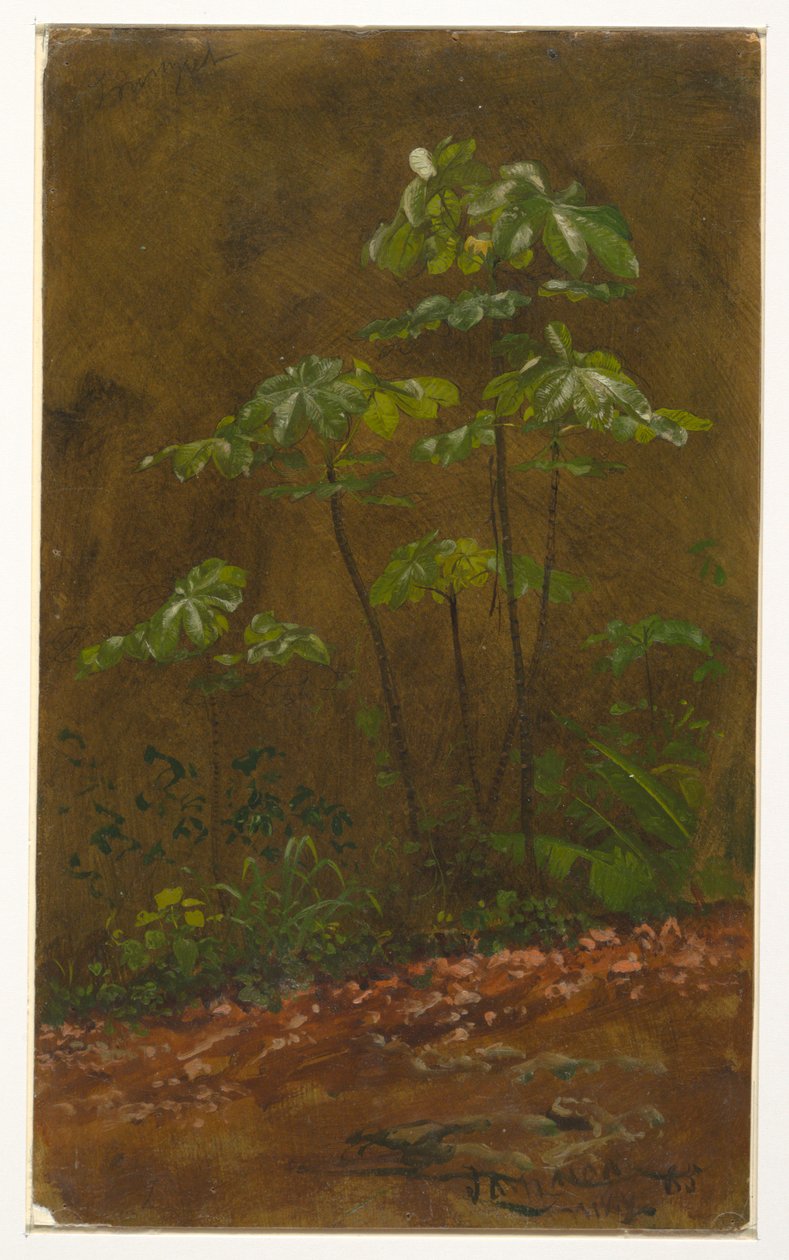 Albero della tromba, Giamaica da Frederic Edwin Church
