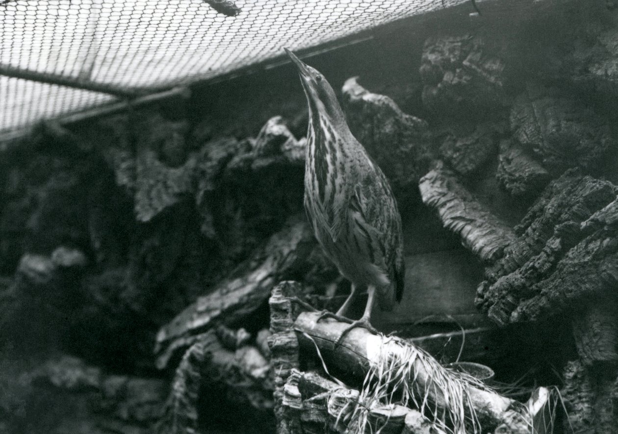 Un tarabuso allo Zoo di Londra, giugno 1922 da Frederick William Bond