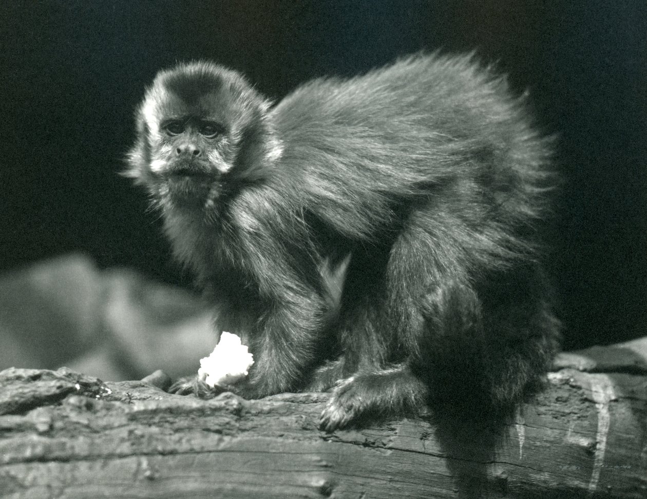 Un Cappuccino Bruno o Ciuffato allo Zoo di Londra, Luglio 1914 da Frederick William Bond