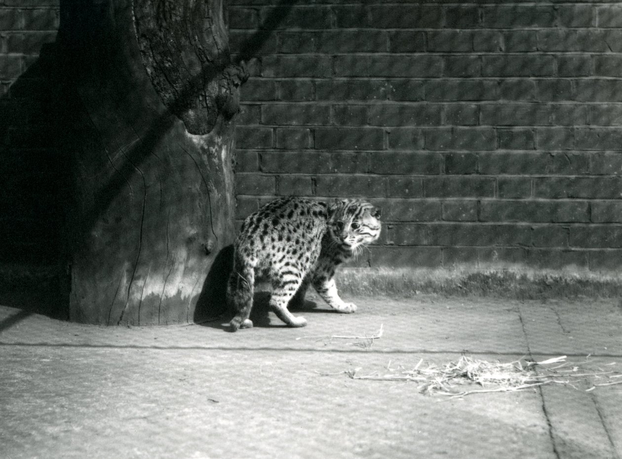 Un gatto pescatore allo zoo di Londra, luglio 1921 da Frederick William Bond