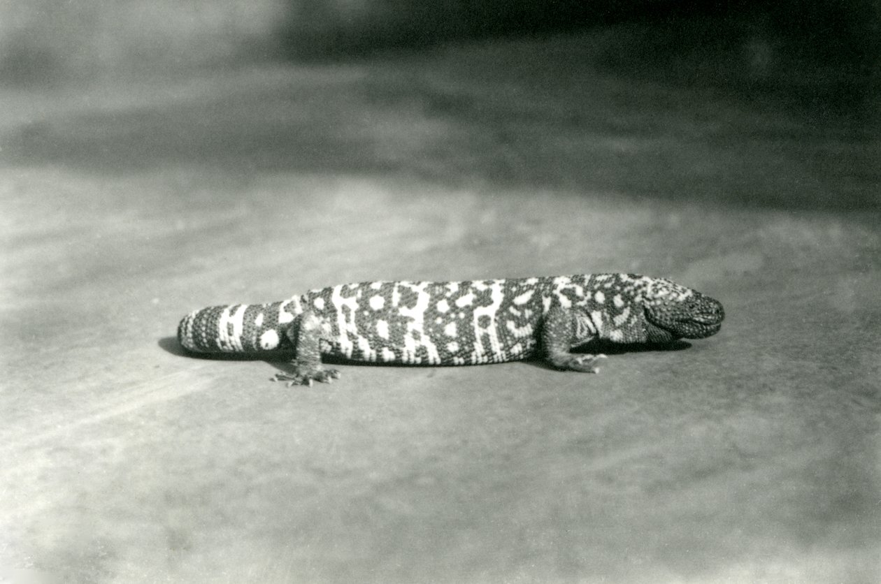 Un mostro di Gila allo zoo di Londra, settembre 1923 da Frederick William Bond