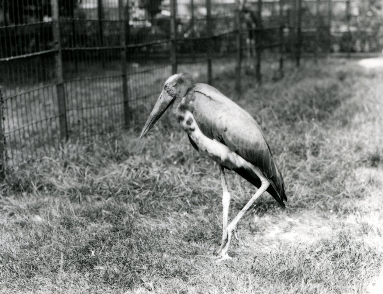 Un adjutant di Giava, in piedi allo Zoo di Londra, settembre 1923 da Frederick William Bond