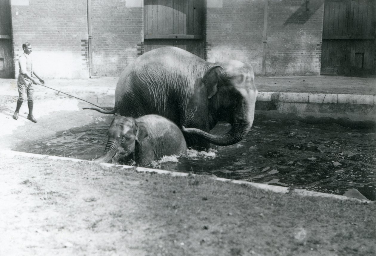 Un elefante asiatico cucciolo e una femmina adulta, Lukhi, che si bagnano nella loro piscina, con il loro addestratore al lato della piscina, 1923 da Frederick William Bond